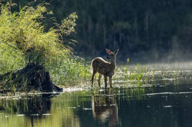 Beyaz kuyruklu geyik (Odocoileus virginianus), beyaz kuyruklu geyik veya Virginia geyiği olarak da bilinir. 