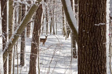 The white-tailed deer (Odocoileus virginianus), also known as the whitetail or Virginia deer  clipart