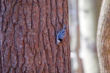 Beyaz göğüslü naylon (Sitta carolinensis)