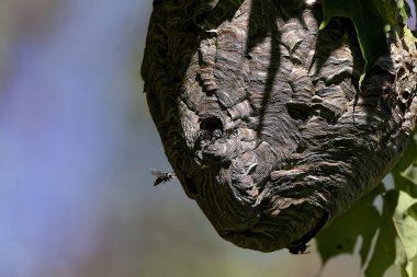 Bald-faced hornet ( Dolichovespula maculata ) Nest on a tree in the park. clipart