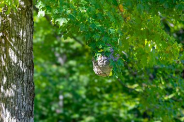 Bald-faced hornet ( Dolichovespula maculata ) Nest on a tree in the park. clipart