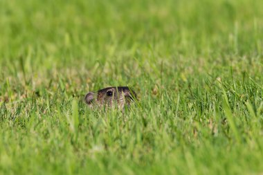 Dağ sıçanı çayırda. Dağ sıçanı (Marmota monax), dağ sıçanı, Amerikan kemirgeni olarak da bilinir.