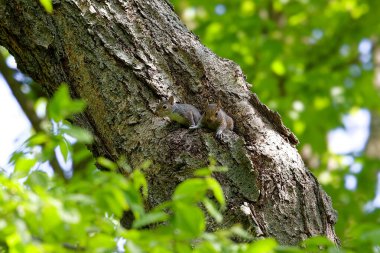 Gri sincap olarak bilinen genç Doğu gri sincap, Doğu Kuzey Amerika 'nın yerli hayvanıdır.
