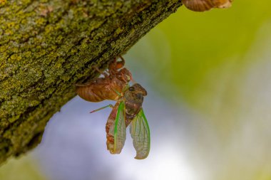 The dog-day cicada (Neotibicen canicularis). The final stage of the larval to adult insect transformation clipart