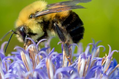 Bumblebeeon the flower. Bumblebee leg - close-up. clipart