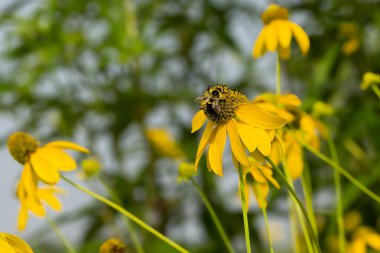 Bahçedeki bir çiçeğin üzerindeki yaban arısı