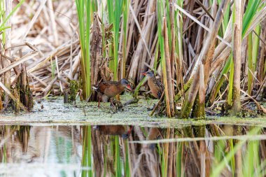 Virginia rayı (Rallus limicola), küçük su kuşu. Uzun, ağır gagalı ve kısa, ters dönmüş kuyruklu bir bataklık kuşudur..
