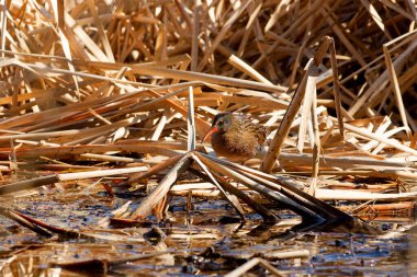 The Virginia rail (Rallus limicola) , small waterbird.  Is a  marsh bird with a long, heavy bill and a short, upturned tail. clipart