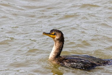 Two-crested cormorant (Nannopterum auritum). Natural scene from Wisconsin clipart