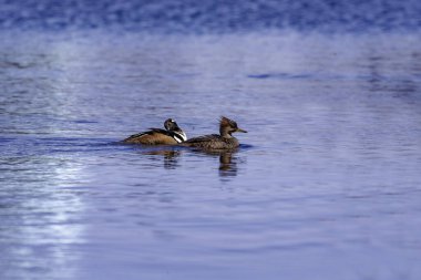 Kapüşonlu merganser (Lophodytes cucullatus), göl kıyısında bir çifttir.