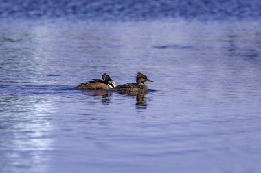 The hooded merganser (Lophodytes cucullatus), pair on the lake clipart