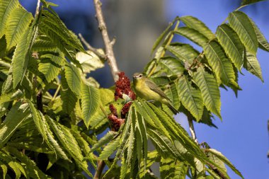 Philadelphia vireosu (Vireo philadelphicus), küçük Kuzey Amerika ötücü kuşu. 