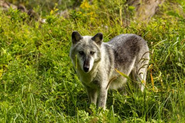  Gri Kurt (Canis lupus), Kuzey Amerika 'da Timber Wolf olarak da bilinir.