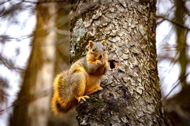 Tilki sincabı (Sciurus niger), aynı zamanda doğu tilki sincabı veya Bryant 'ın tilki sincabı olarak da bilinir.. 