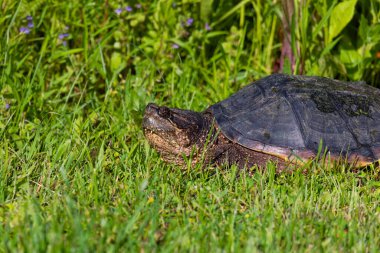 Çayır üzerinde yaygın olarak görülen kapan kaplumbağa (Chelydra serpentina)