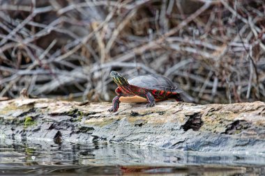 The painted turtle (Chrysemys picta) is the most widespread native turtle of North America clipart