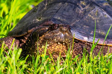 Çayır üzerinde yaygın olarak görülen kapan kaplumbağa (Chelydra serpentina)
