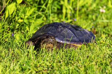 Çayır üzerinde yaygın olarak görülen kapan kaplumbağa (Chelydra serpentina)