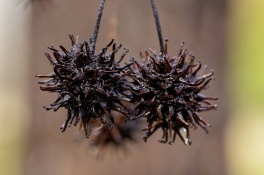 American sweetgum tree (Liquidambar styraciflua), American sweetgum  ball clipart