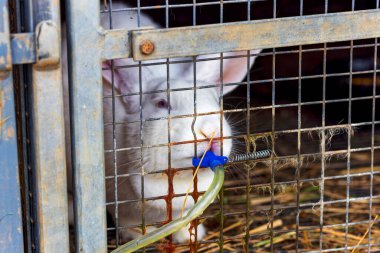 Beyaz tavşan su haznesinden su içiyor.