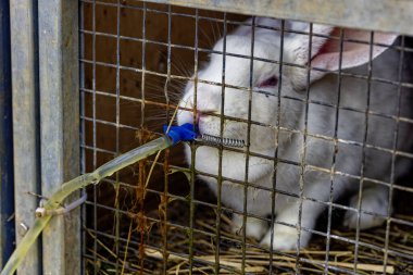 Beyaz tavşan su haznesinden su içiyor.