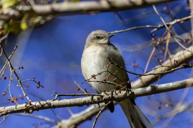 Kuzey alaycı kuşu (Mimus polyglottos), Kuzey Amerika 'da yaygın olarak bulunan bir kuştur.