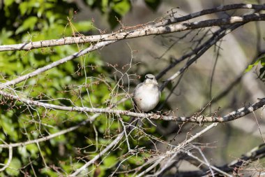 Kuzey alaycı kuşu (Mimus polyglottos), Kuzey Amerika 'da yaygın olarak bulunan bir kuştur.