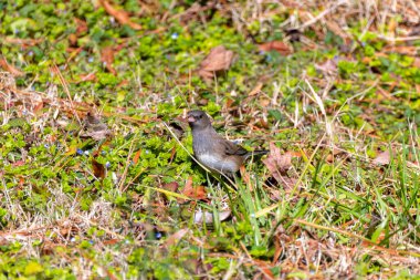 Koyu renk gözlü junco (Junco hyemalis), çayırdaki erkek.