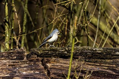 Tufted Titmouse (Baeolophus bicolor), small American songbird, is non-migratory and originally native to the Ohio and Mississippi River. clipart