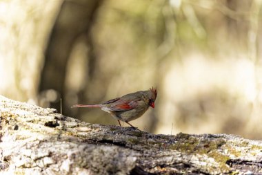 Kuzey Kardinali (Cardinalis Cardinalis), Kuzey Carolina 'dan bir fotoğraf.