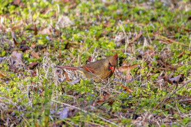 Kuzey Kardinali (Cardinalis Cardinalis), Kuzey Carolina 'dan bir fotoğraf.
