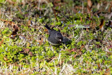 Koyu renk gözlü junco (Junco hyemalis), erkek.