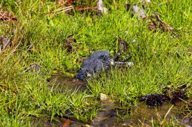 Kara gözlü junco (Junco hyemalis) yağmurdan sonra banyo yapar.