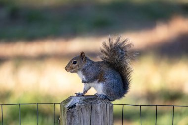 Gri sincap olarak bilinen Doğu gri sincap, Doğu Kuzey Amerika 'nın yerli hayvanıdır.