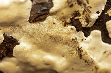 Junghuhnia (Junghuhnia kabukluları), genellikle nemli yerlerde, ölü odunlar üzerinde yetişen mantarlar.