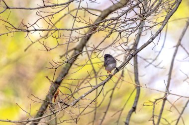 Kara gözlü junco (Junco hyemalis) )