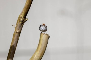  Chipping sparrow (Spizella passerina) is a species of American sparrow perched on a garden