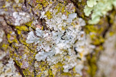 Physcia stellaris is a species of lichen. In North America, it is known colloquially as the fringed rosette lichen