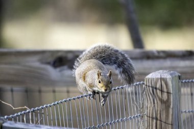 Eastern gray squirrel on a garden, known as the grey squirrel is native animal  to eastern North America