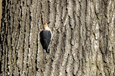 The Red-bellied Wodpecker (Melanerpes carolinus) taking away the  seeds and hide them under the bark of a tree