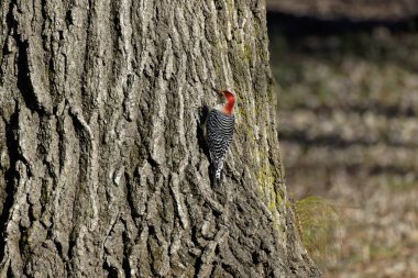 The Red-bellied Wodpecker (Melanerpes carolinus) taking away the corn seeds and hide them under the bark of a tree