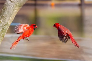 The northern cardinal (Cardinalis cardinalis). Duel of two males in the spring