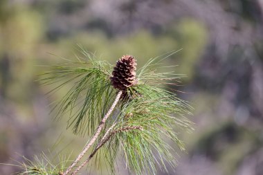 Eastern white pine, cones. Is a large pine native to eastern North America. clipart