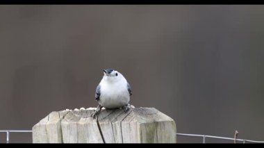 Beyaz göğüslü naylon (Sitta carolinensis)