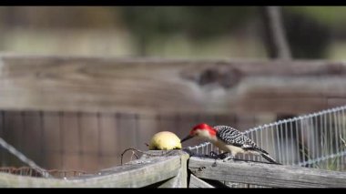 Kırmızı Göbekli Wodpecker (Melanerpes carolinus) 