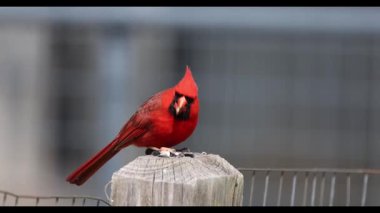 Kuzey Kardinali (Cardinalis cardinalis) bahçede