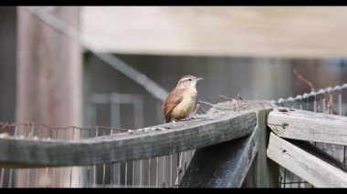 Karolina çalıkuşu (Thryothorus ludovicianus). Bu çalıkuşu Güney Carolina 'nın eyalet kuşu..