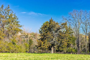 Çayırın kenarındaki kırık ağaç.