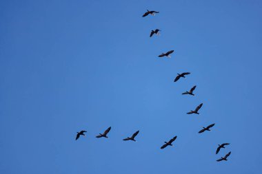 Çift tepeli karabatak sürüsü (Nannopterum auritum). Her bahar, büyük karabatak sürüleri yumurtlayan balıkları yakalamak için Büyük Göller 'in ağız nehirlerine uçarlar..