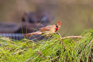 Kuzey Kardinali (Cardinalis Cardinalis) bahçede, Kuzey Carolina 'dan doğal bir fotoğraf